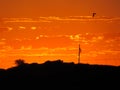 Beautiful orange sunset small bird