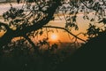 Beautiful orange sunset trough branches