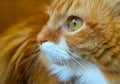 Beautiful Orange Tabby Cat Close-Up Face, Green Eye and Body, Turned Left Royalty Free Stock Photo