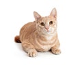 Beautiful Orange Tabby Cat Lying - Extracted Royalty Free Stock Photo