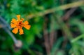 Beautiful orange tagetes patula flower also called marigold against a green background. fresh and morning concept Royalty Free Stock Photo