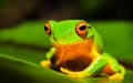 Beautiful Orange thighed green tree frog Royalty Free Stock Photo