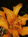 Beautiful Orange Tiger Lilly Flowers in Field Royalty Free Stock Photo