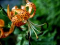 Beautiful orange tiger Lily with raindrops, macro Royalty Free Stock Photo