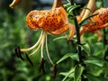 Beautiful orange tiger Lily with raindrops, macro Royalty Free Stock Photo