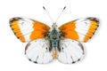 Beautiful Orange Tip butterfly isolated on a white background with clipping path Royalty Free Stock Photo