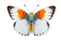 Beautiful Orange Tip butterfly isolated on a white background with clipping path Royalty Free Stock Photo