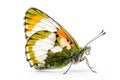 Beautiful Orange Tip butterfly isolated on a white background. Side view Royalty Free Stock Photo