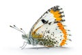 Beautiful Orange Tip butterfly isolated on a white background. Side view Royalty Free Stock Photo