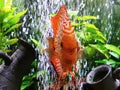 Beautiful orange tribal pattern discus colorful vibrant colors markings all over body absolutely stunning fish aquariums Royalty Free Stock Photo