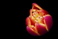 Beautiful orange tulip on a black background. Royalty Free Stock Photo