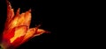 Beautiful orange tulip on a black background. Royalty Free Stock Photo