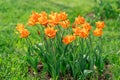 Beautiful orange tulips blooms in the spring garden.