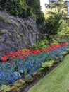 Beautiful Orange tulips with blue forget me nots in a garden Royalty Free Stock Photo