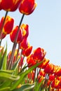 Beautiful orange tulips close-up view in sunshine Royalty Free Stock Photo