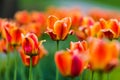 Beautiful orange tulips