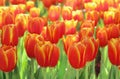 Beautiful orange tulips flower with green leaf in tulip field Royalty Free Stock Photo