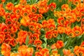 Beautiful orange tulips flowerbed background
