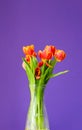 Beautiful orange tulips in glass vase on purple background. Glass vase with bouquet of orange tulips purple background Royalty Free Stock Photo