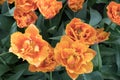 Beautiful orange tulips, top view, macro Royalty Free Stock Photo