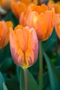 Orange Tulips - Tulipa Princess Irene