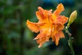 Beautiful orange varietal daylily in water drops after rain Royalty Free Stock Photo