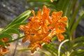 Beautiful orange vibrant orchid flowers in the tropical garden Royalty Free Stock Photo