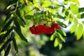 Beautiful orange Viburnum berries in autumn. Green leafs and sunlight