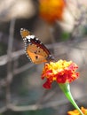 Beautiful orange viceroy butterfly