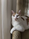 A beautiful ginger white cat on the chair near window