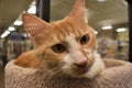 Beautiful Orange and White Cat at Pet Adoption Event Royalty Free Stock Photo