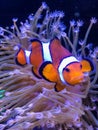Orange and white clownfish and sea anemone