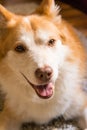 Beautiful Orange White Furry Dog Indoor Housepet Portrait Warmth Royalty Free Stock Photo