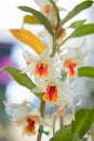 Beautiful orange and white orchids flower tree.