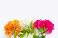 Beautiful orange, white and red bougainvillea flower on white. copy space