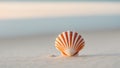 A beautiful orange and white scallop shell nestled on sandy beach during low tide. Royalty Free Stock Photo