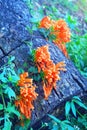 Beautiful orange wild flowers grow up at tree base 1 Royalty Free Stock Photo