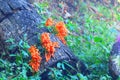 Beautiful orange wild flowers grow up at tree base 2 Royalty Free Stock Photo