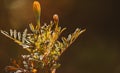 Beautiful Orange wildflowers against a soft background in our garden