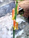 Beautiful orange yellow aloe vera flower Royalty Free Stock Photo