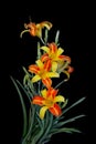 Beautiful Orange Yellow, Bi-color Daylily in black background Royalty Free Stock Photo