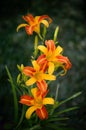 Beautiful Orange Yellow, Bi-color Daylily in the dark green garden Royalty Free Stock Photo