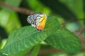 A beautiful orange, yellow and black Thai butterfly atop of deep green leaves in a Thai garden park.