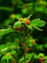 Beautiful orange and yellow color Peacock Flower, Peacock Flower, Caesalpinia pulcherrima