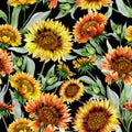 Beautiful orange and yellow coreopsis flowers with leaves on black background. Seamless botanical pattern. Watercolor painting. Royalty Free Stock Photo