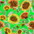 Beautiful orange and yellow coreopsis flowers with leaves on chartreuse background. Seamless botanical pattern.