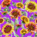 Beautiful orange and yellow coreopsis flowers with leaves on purple background. Seamless botanical pattern. Watercolor painting. Royalty Free Stock Photo