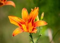 Beautiful orange-yellow daylilies in the summer garden Royalty Free Stock Photo