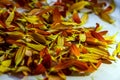 Beautiful, orange and yellow flower petals Royalty Free Stock Photo