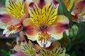 Beautiful orange and yellow inca lily